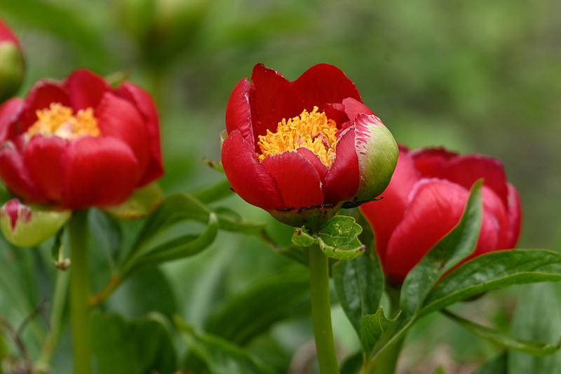 Paeonia saueri photo 4