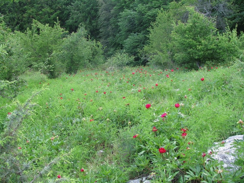 Paeonia saueri photo 5