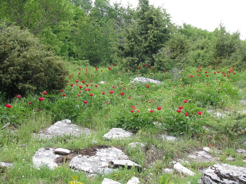 Paeonia saueri photo 6