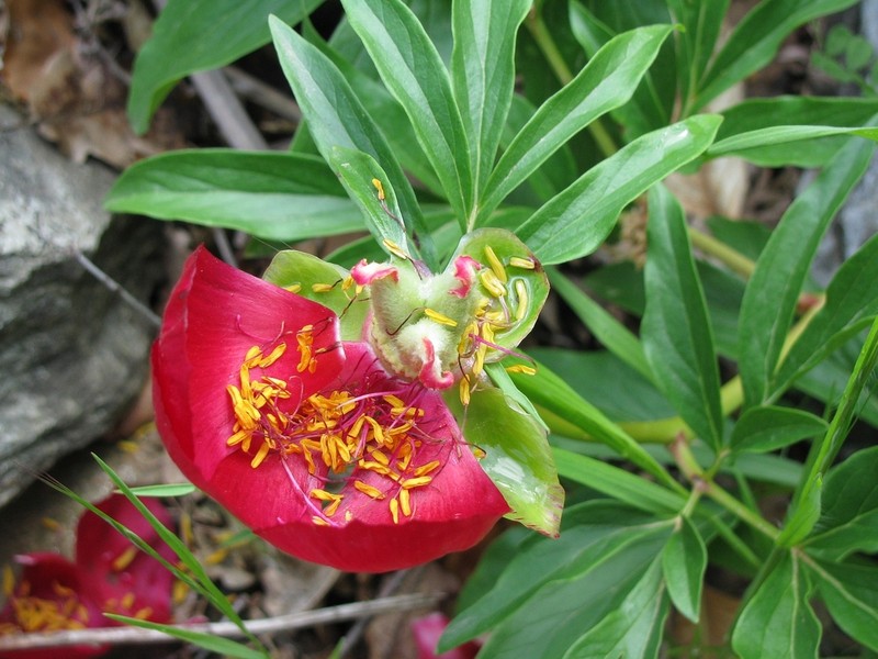 Paeonia saueri photo 7