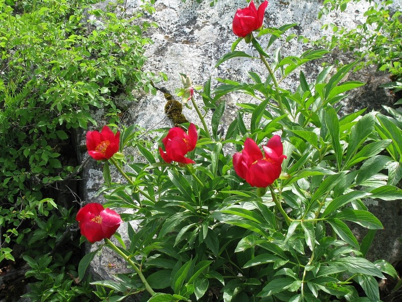 Paeonia saueri photo 8
