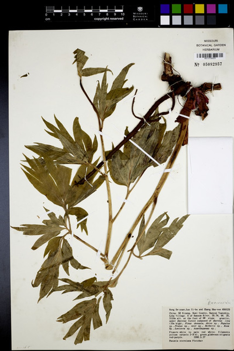 Paeonia sterniana
