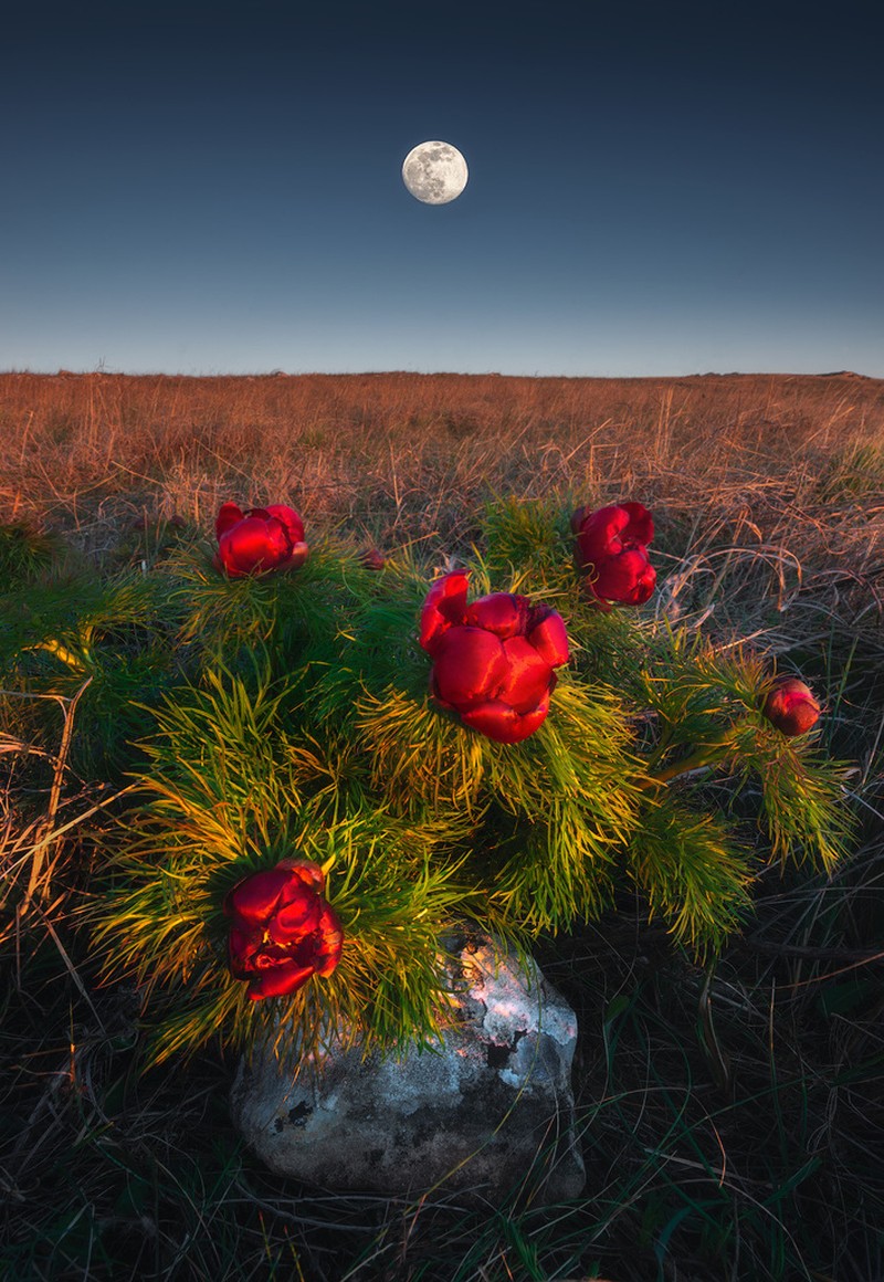 Paeonia tenuifolia