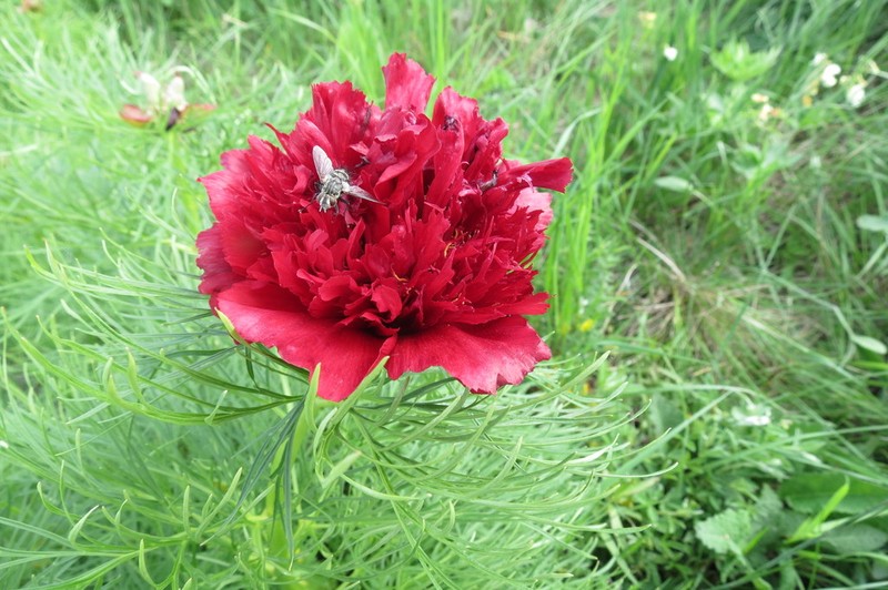 Paeonia tenuifolia photo 2