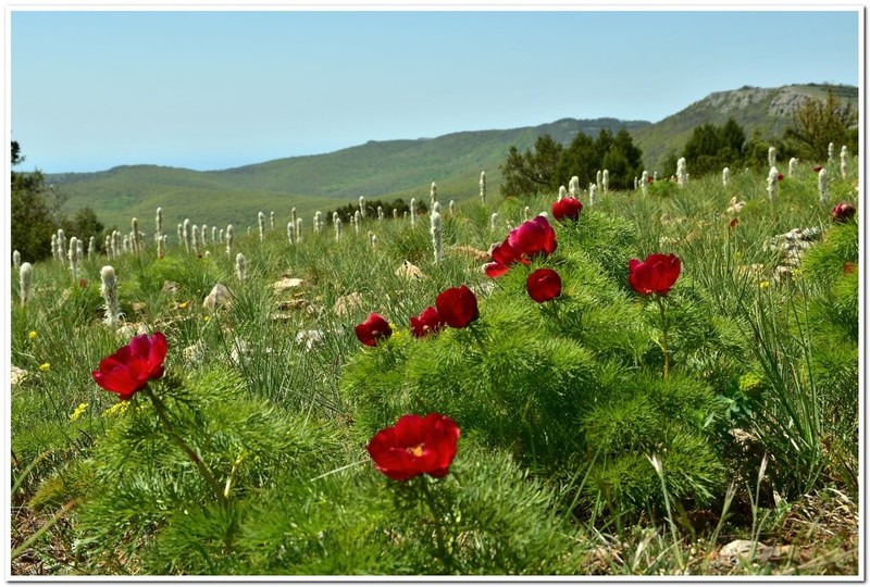 Paeonia tenuifolia photo 3