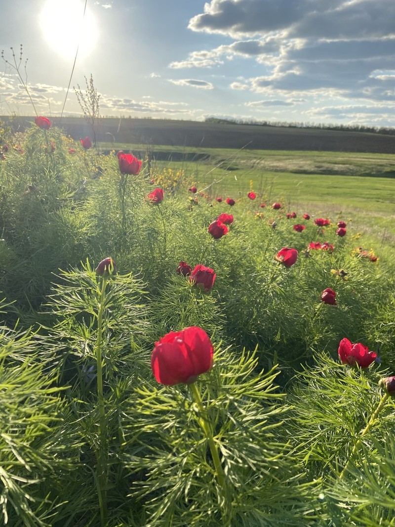 Paeonia tenuifolia photo 4