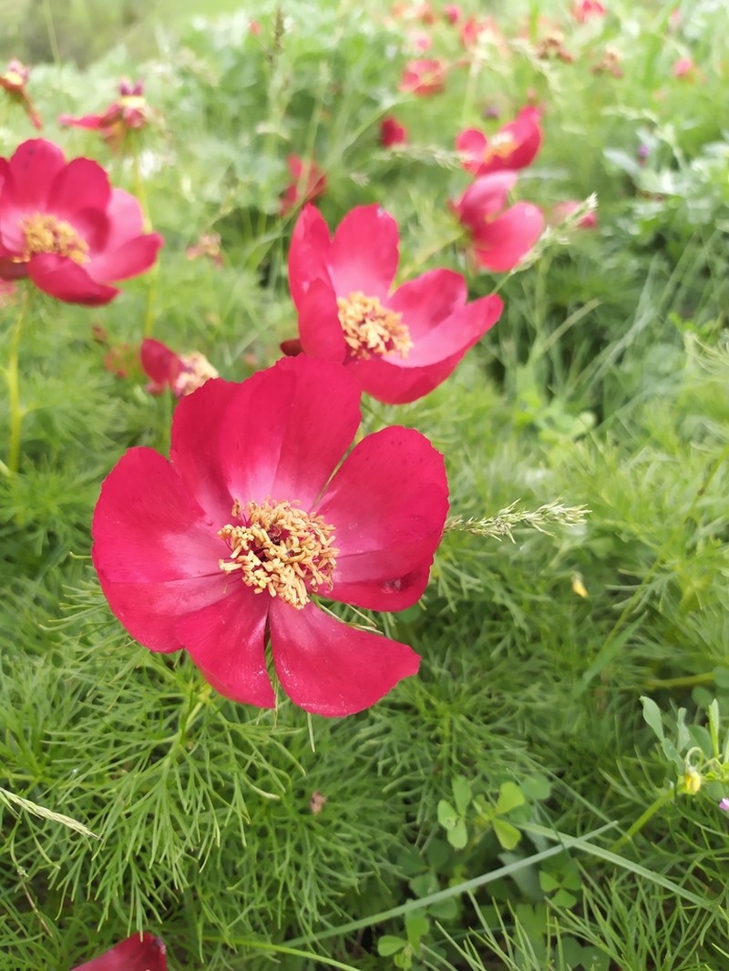 Paeonia tenuifolia photo 6