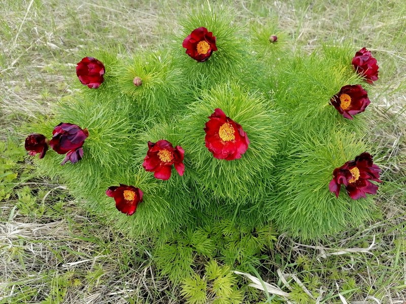 Paeonia tenuifolia photo 7