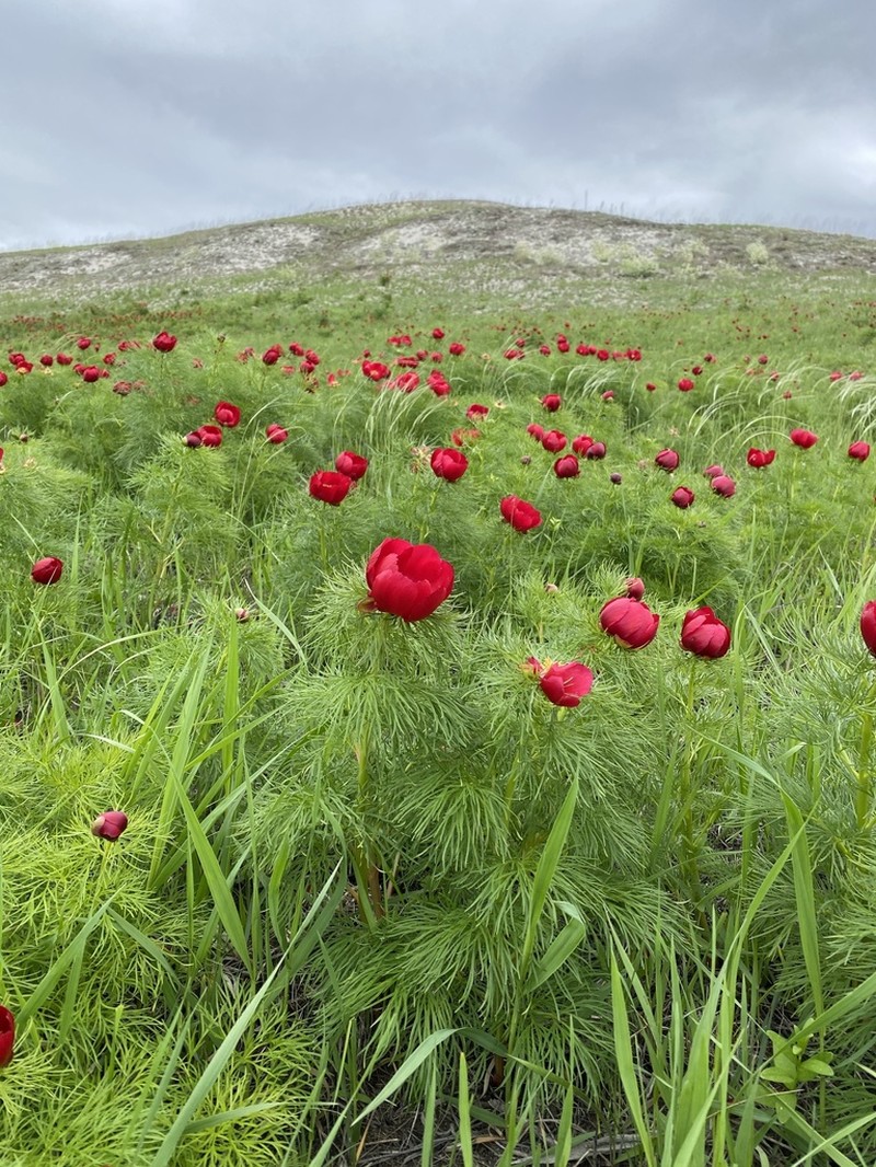 Paeonia tenuifolia photo 8