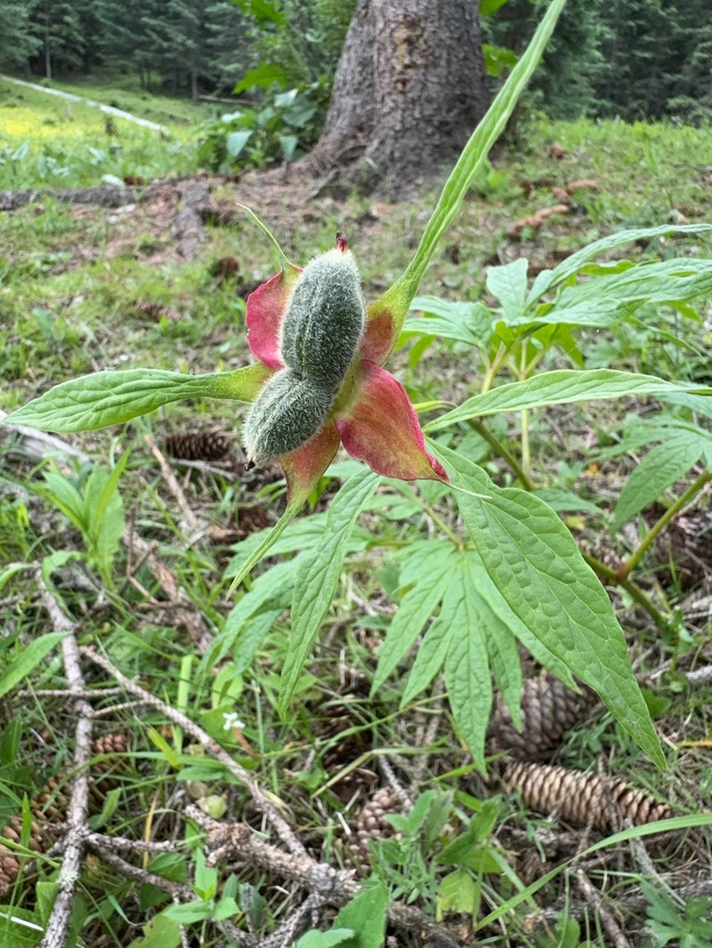 Paeonia veitchii photo 2
