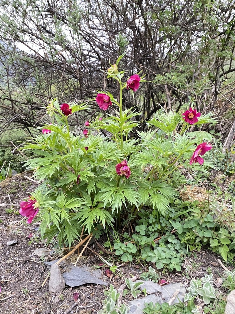 Paeonia veitchii photo 3