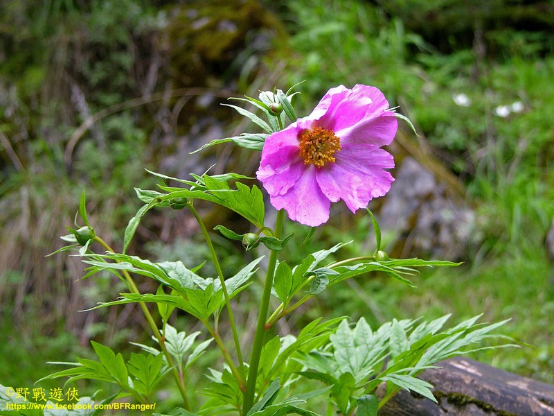 Paeonia veitchii photo 4