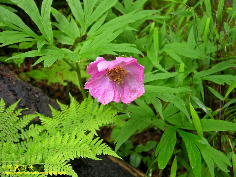 Paeonia veitchii photo 5