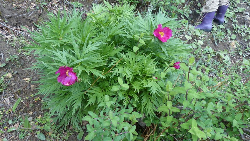 Paeonia veitchii photo 6