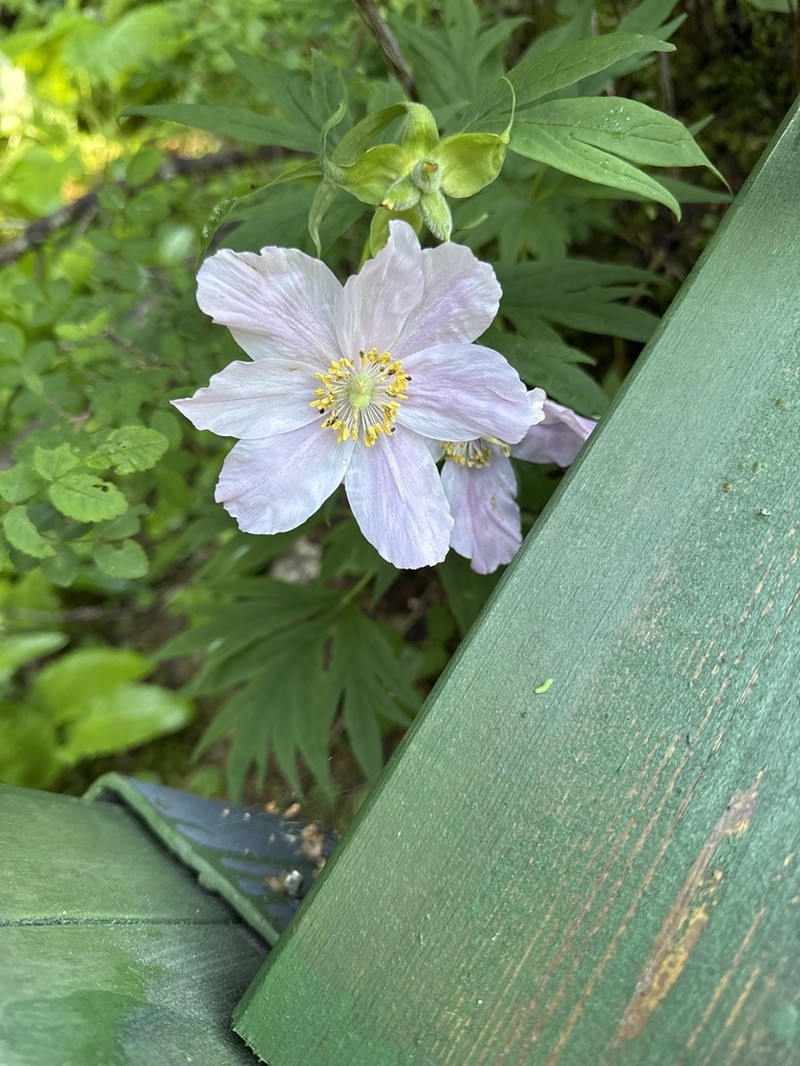 Paeonia veitchii photo 7
