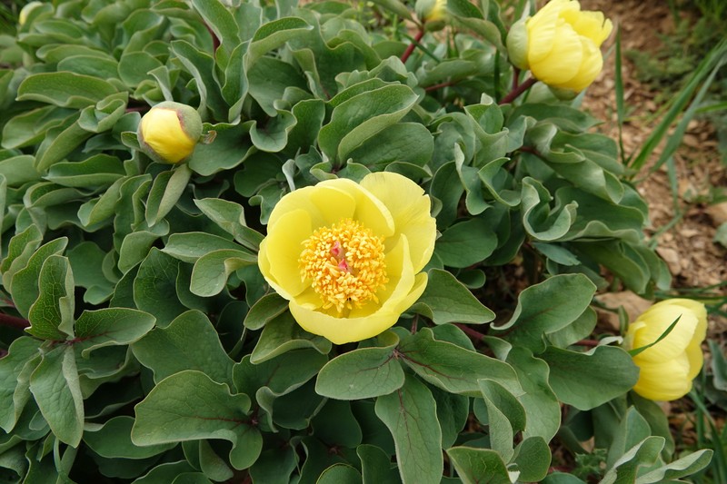 Paeonia wendelboi photo 2