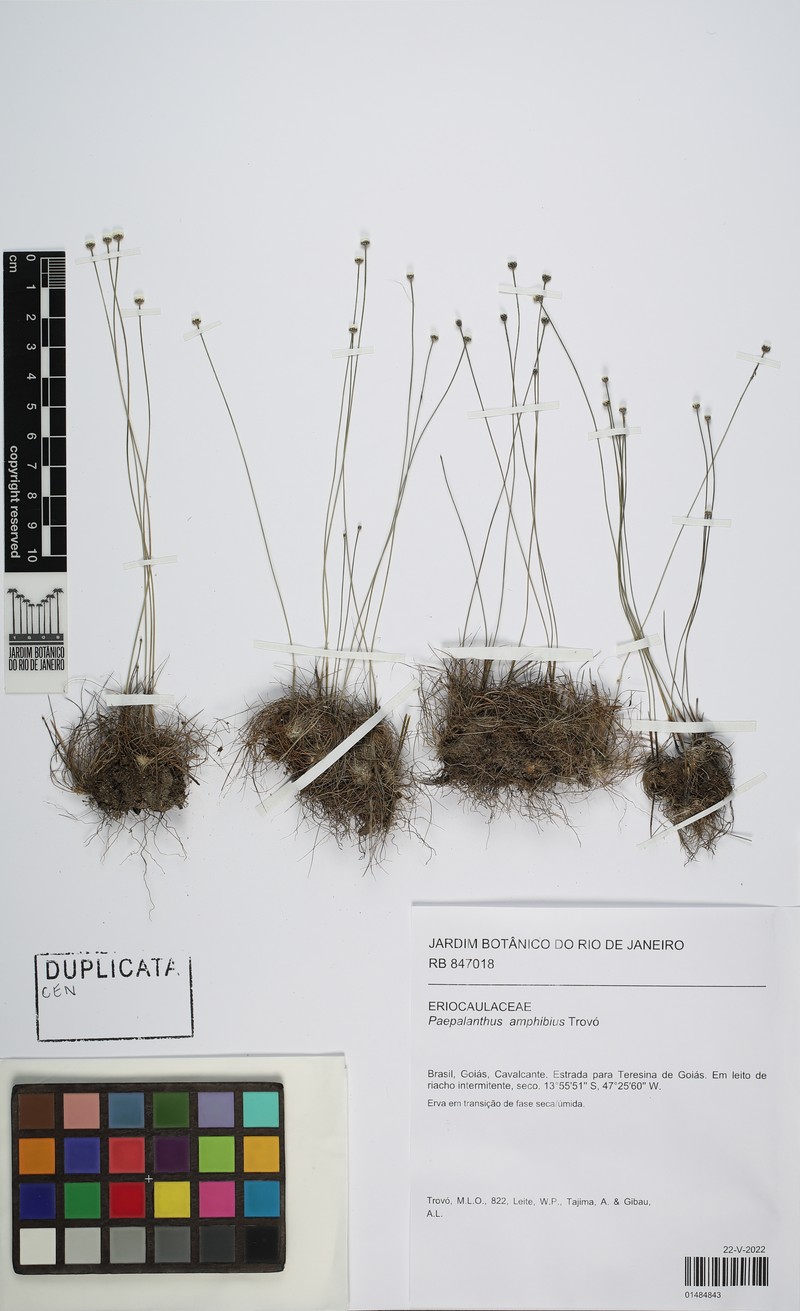 Paepalanthus amphibius photo 2