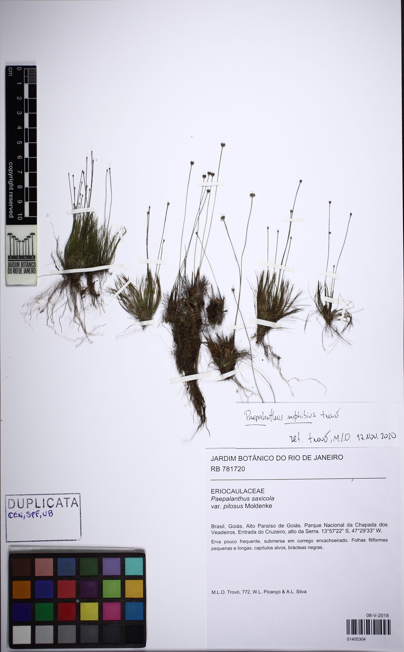 Paepalanthus amphibius photo 3