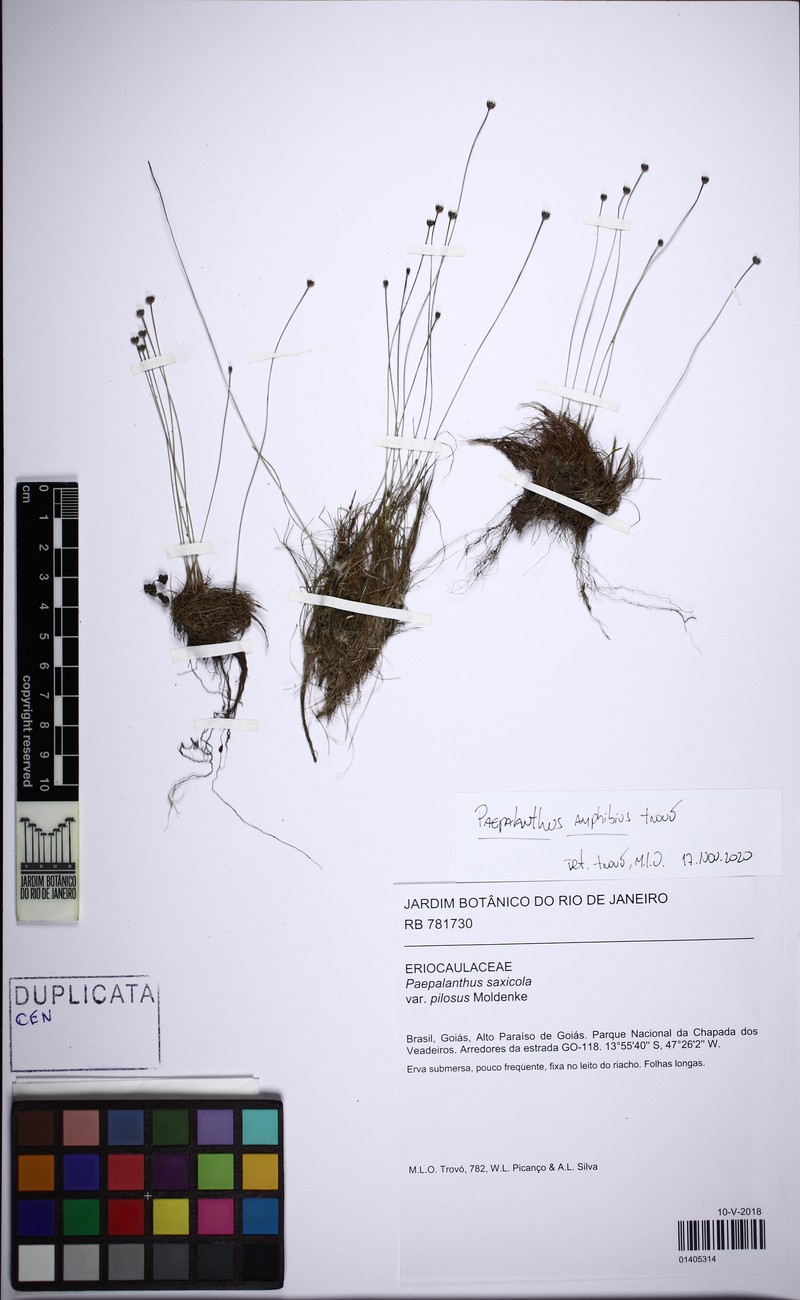 Paepalanthus amphibius photo 4