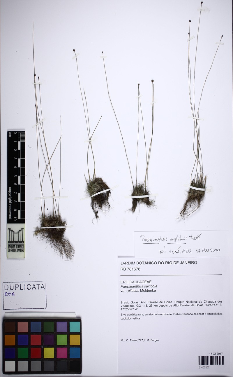 Paepalanthus amphibius photo 5