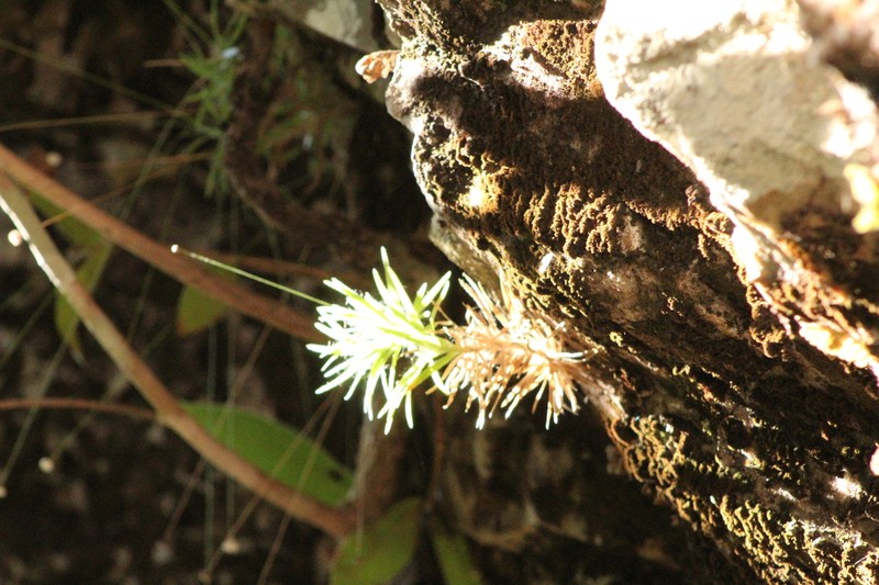 Paepalanthus atratus photo 4