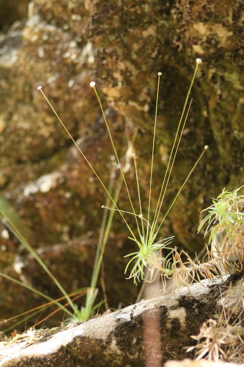 Paepalanthus atratus photo 5