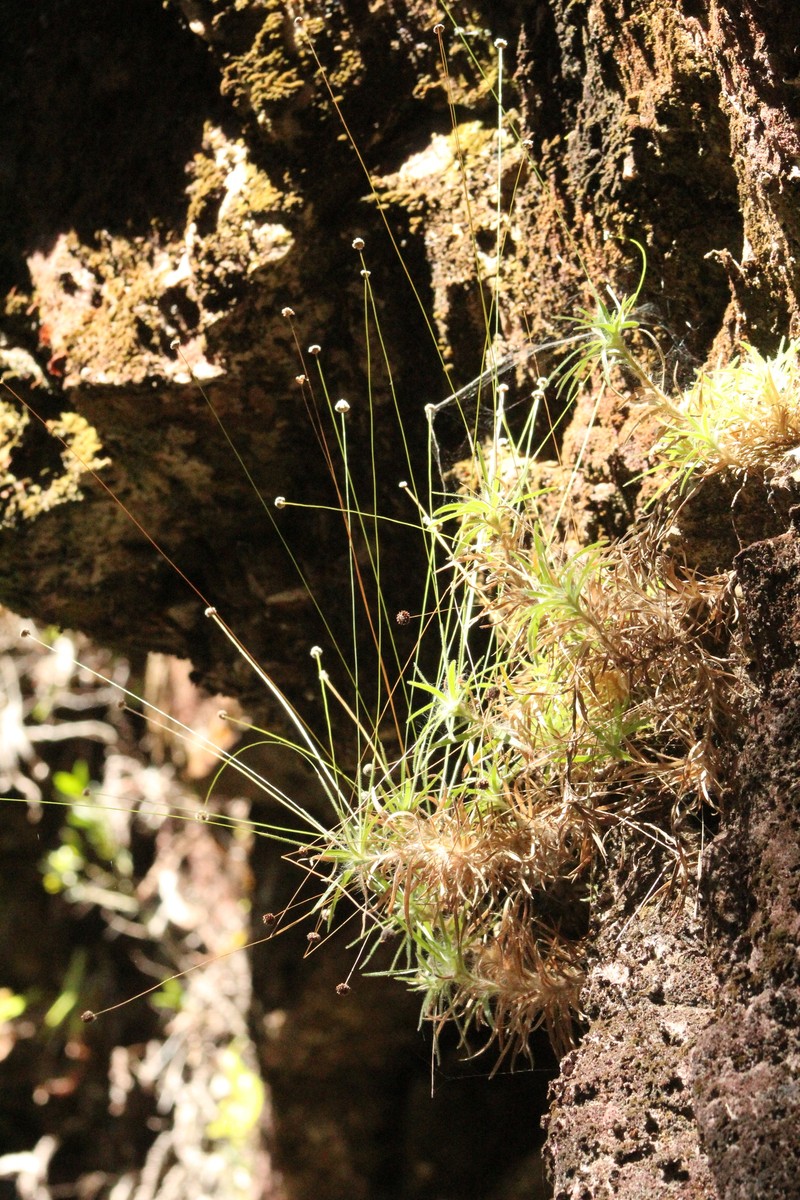 Paepalanthus atratus photo 6