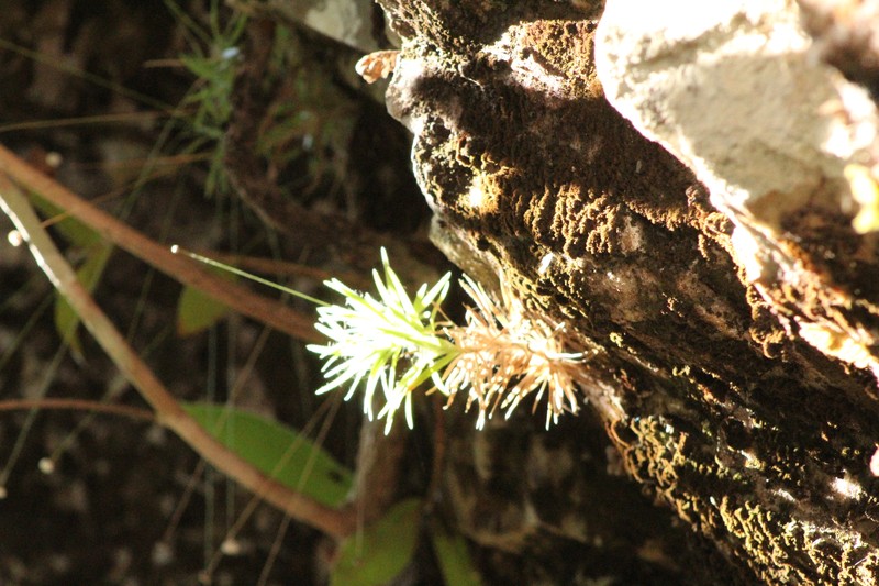 Paepalanthus atratus photo 8