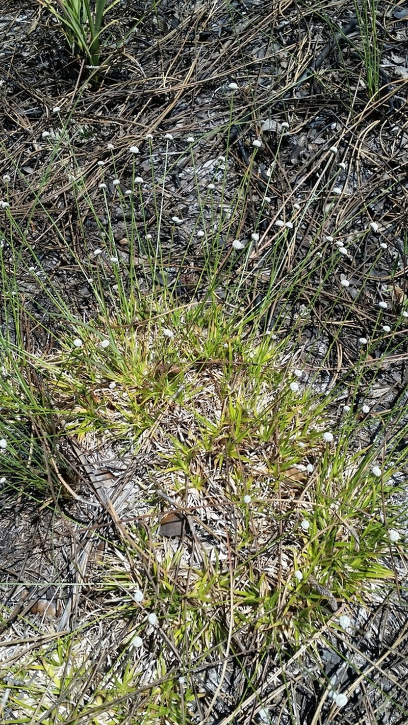Southern Bogbutton photo 2