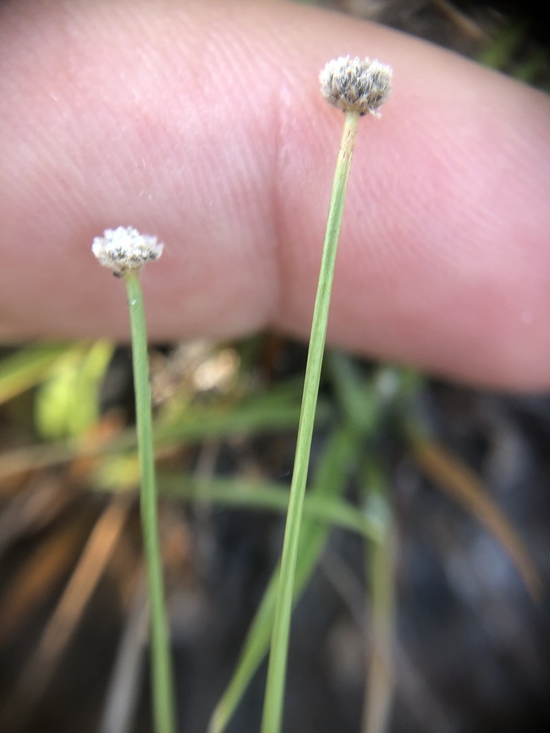 Southern Bogbutton photo 3