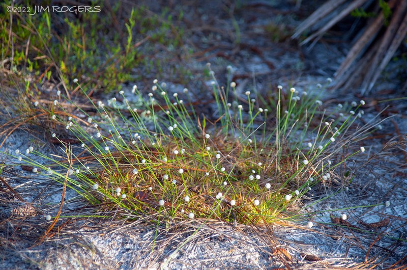 Southern Bogbutton photo 6
