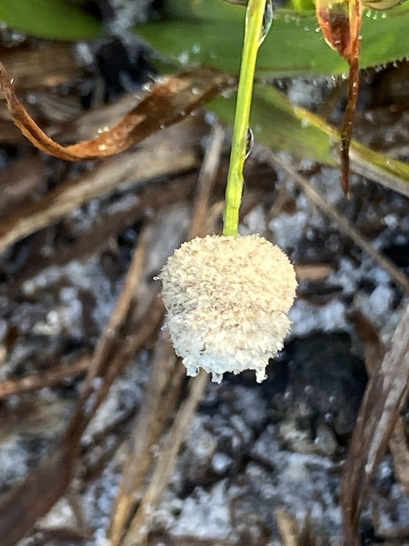 Southern Bogbutton photo 7