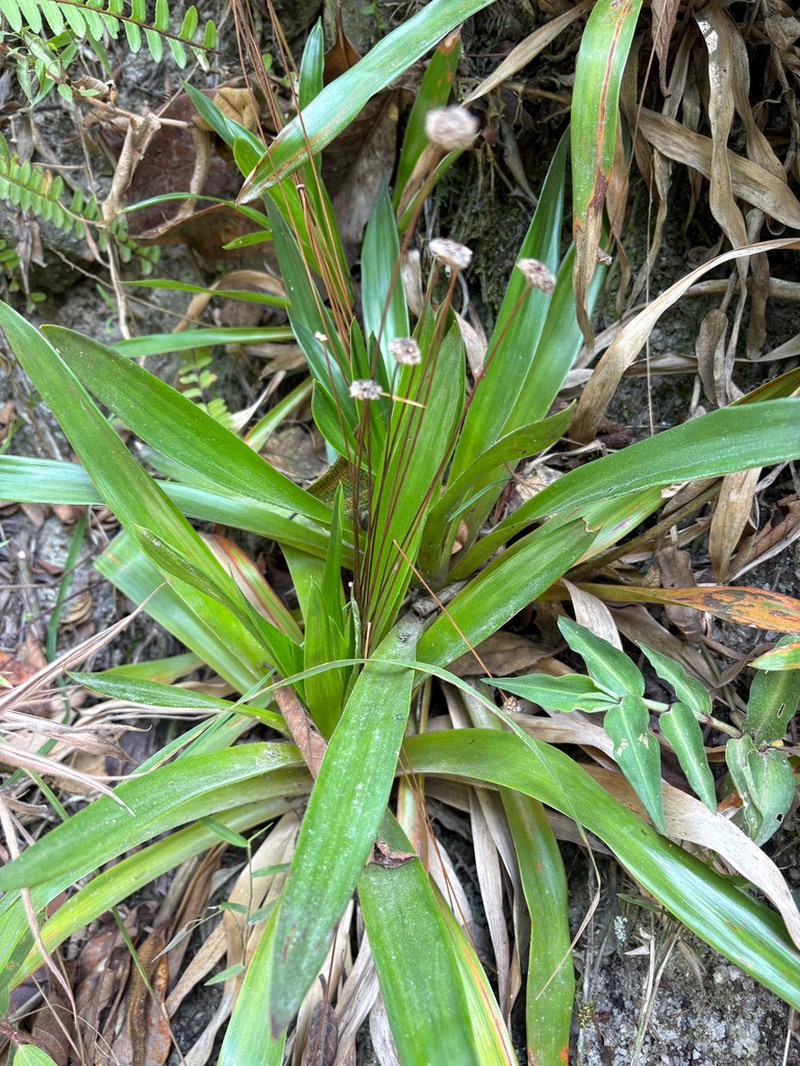 Paepalanthus calvescens