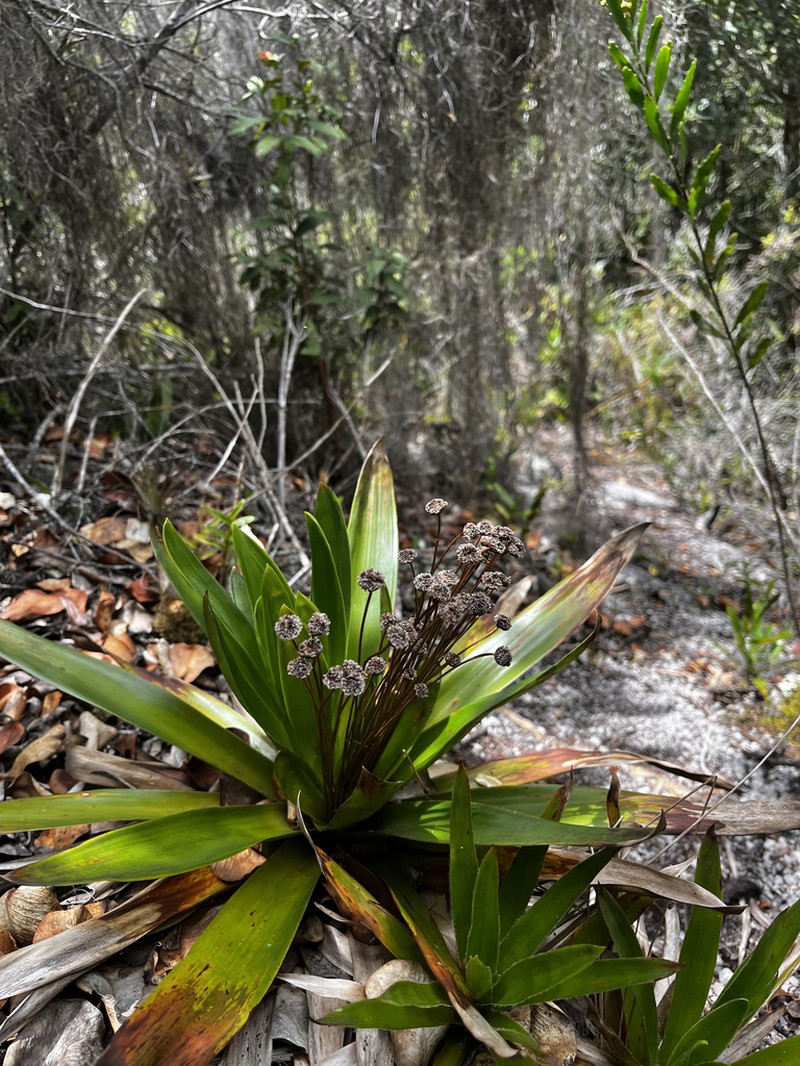 Paepalanthus calvescens photo 2