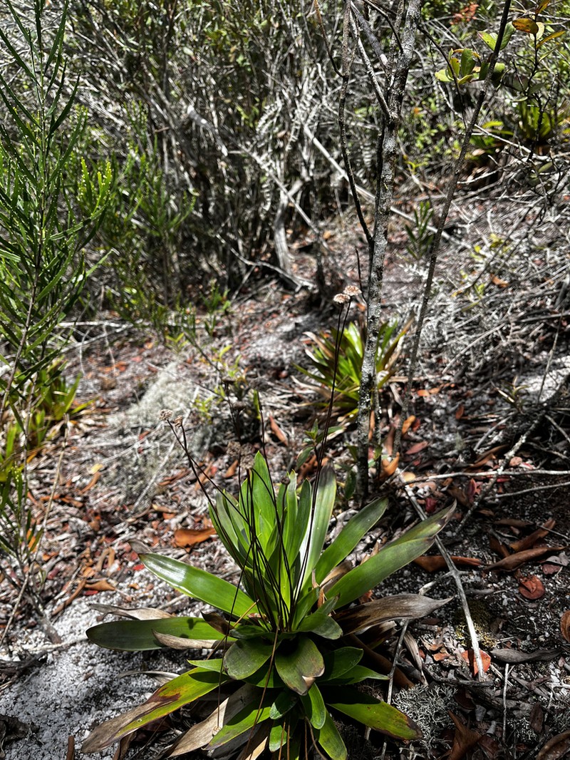 Paepalanthus calvescens photo 3