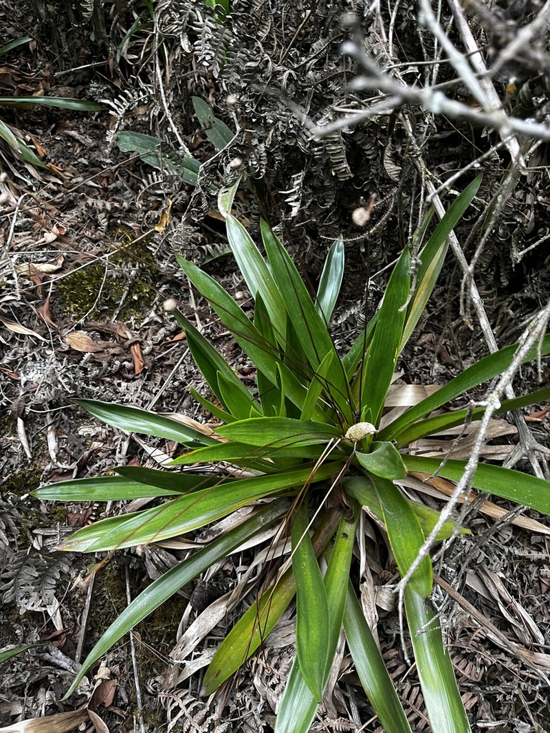 Paepalanthus calvescens photo 4
