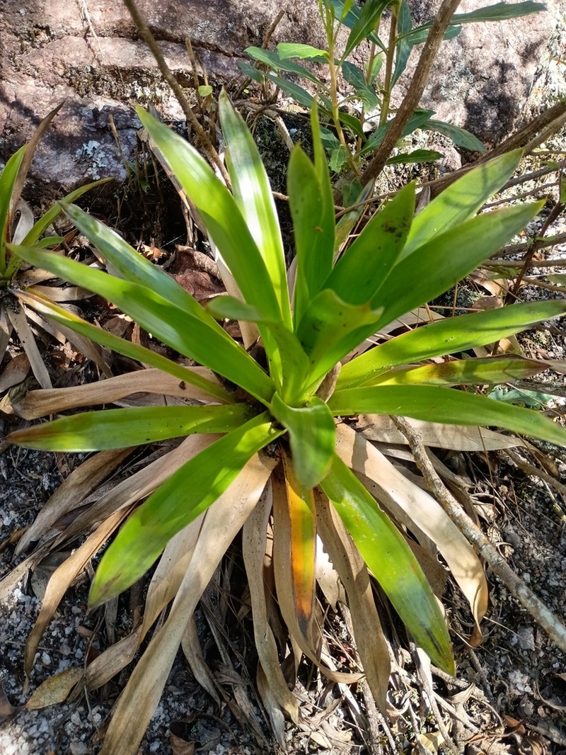 Paepalanthus calvescens photo 5