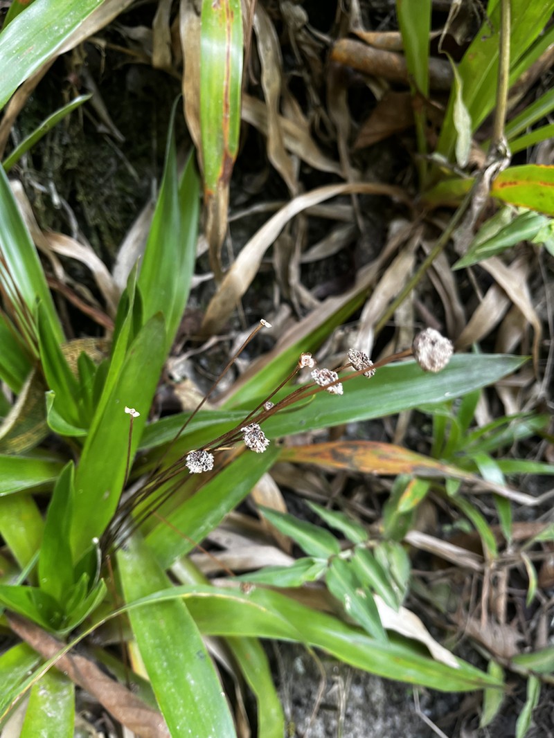 Paepalanthus calvescens photo 6