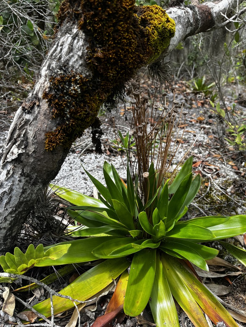 Paepalanthus calvescens photo 7