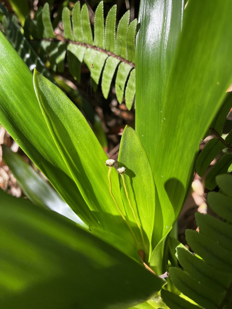 Paepalanthus calvescens photo 8