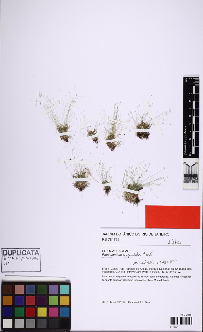 Paepalanthus campanulatus photo 6