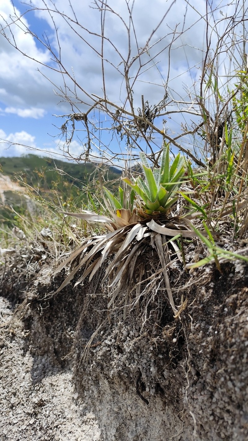 Paepalanthus capixaba