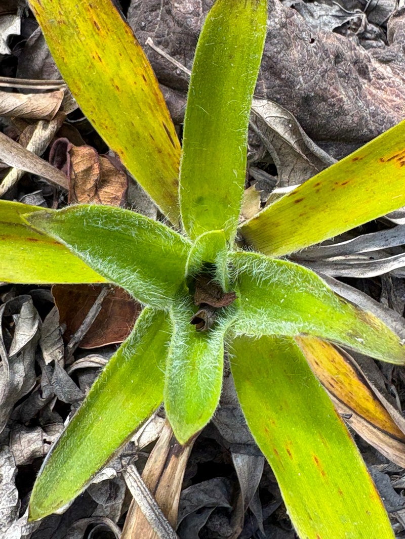 Paepalanthus capixaba photo 2