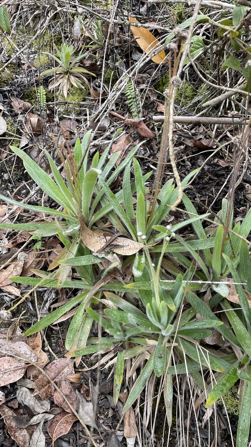 Paepalanthus capixaba photo 3