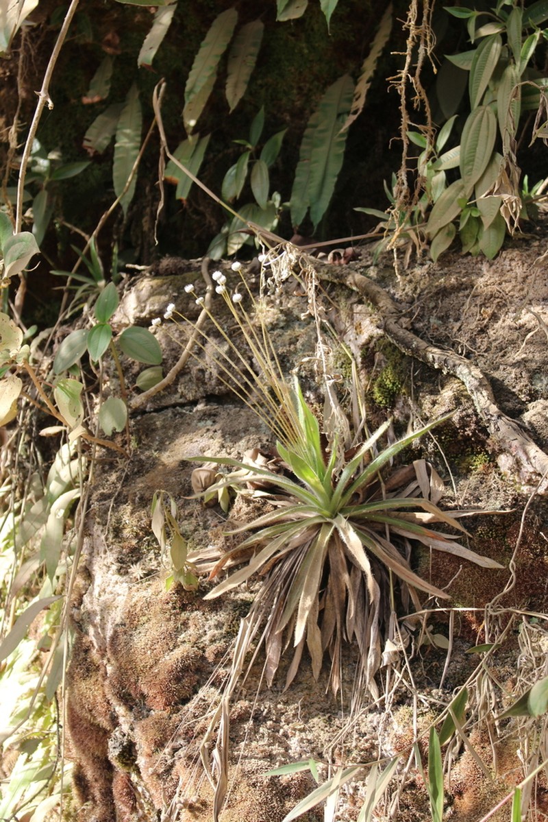 Paepalanthus capixaba photo 4