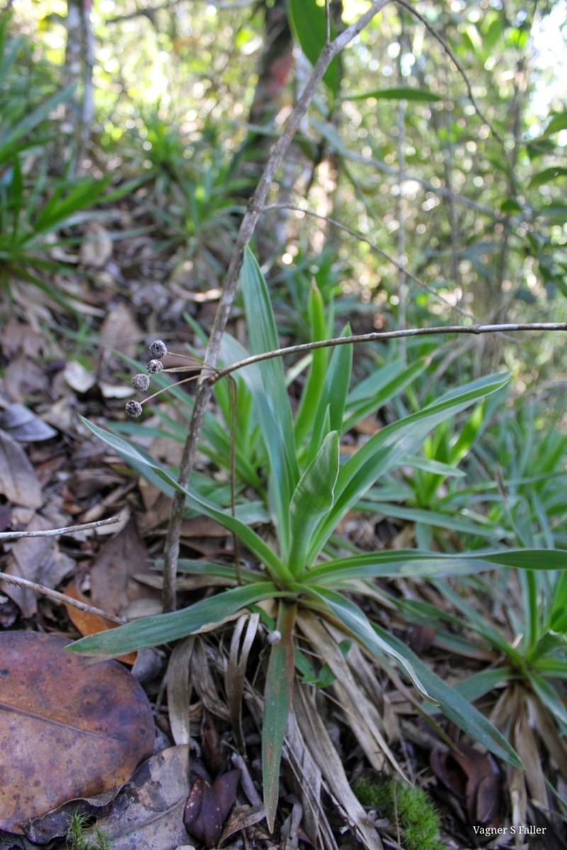 Paepalanthus capixaba photo 5