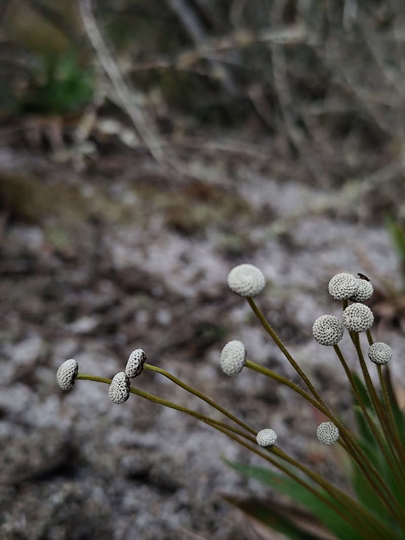 Paepalanthus capixaba photo 6