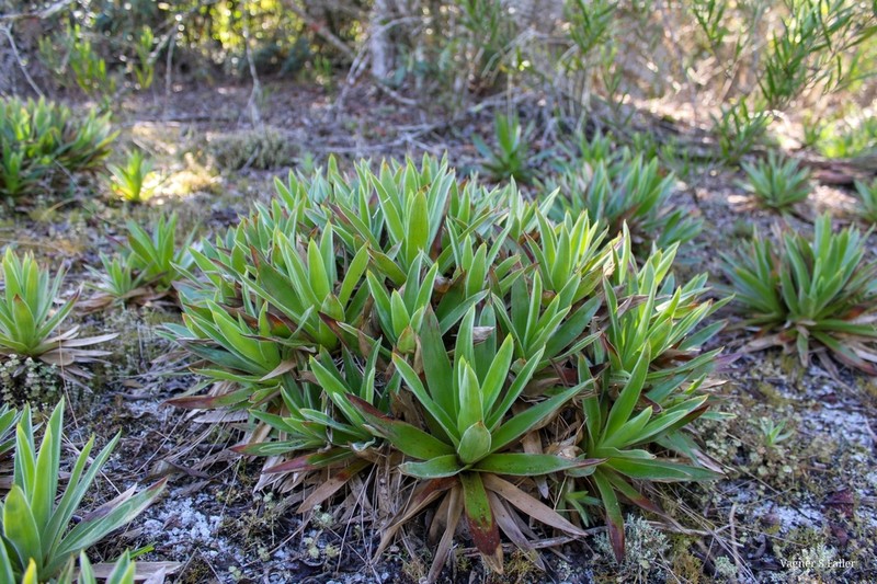 Paepalanthus capixaba photo 7