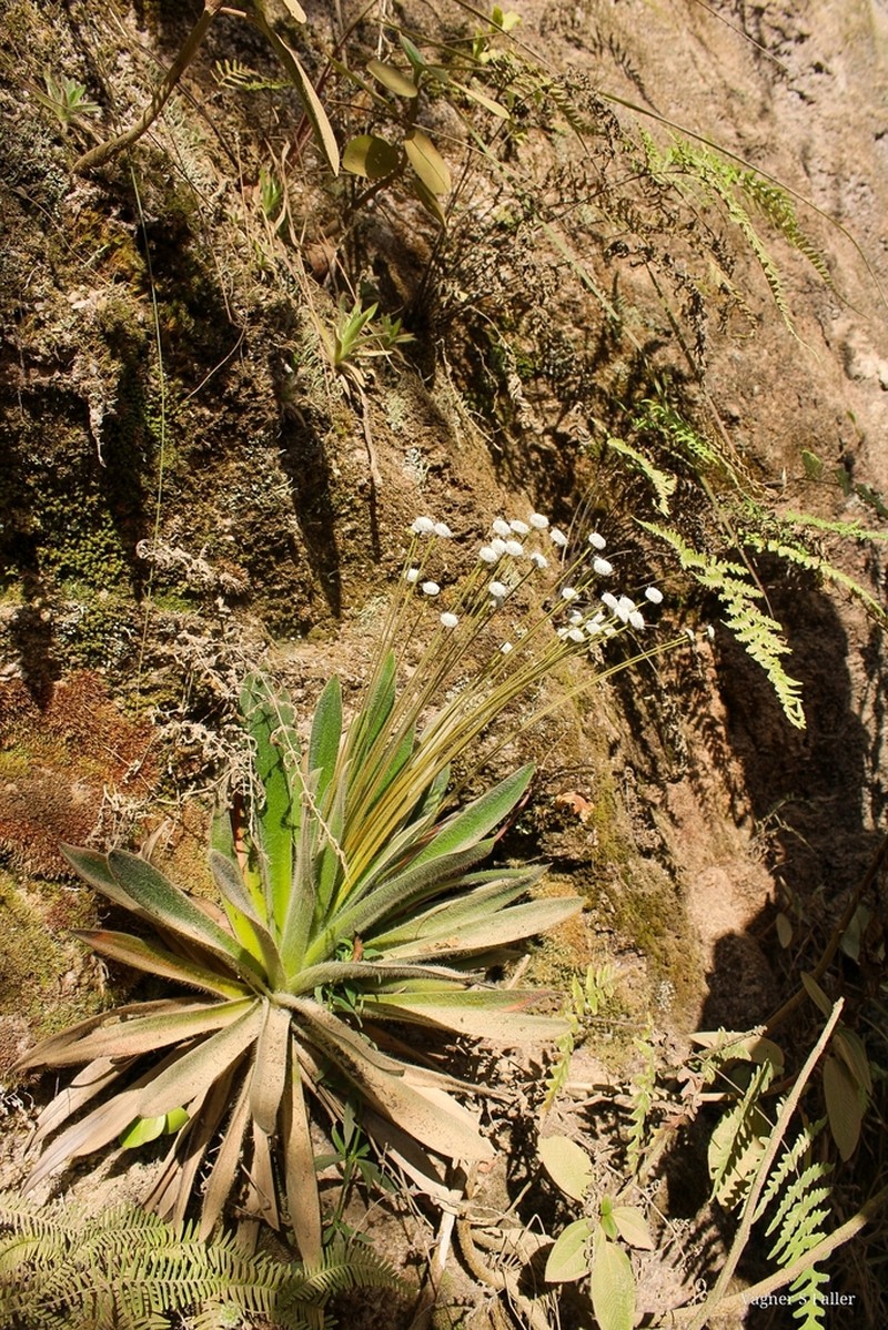 Paepalanthus capixaba photo 8