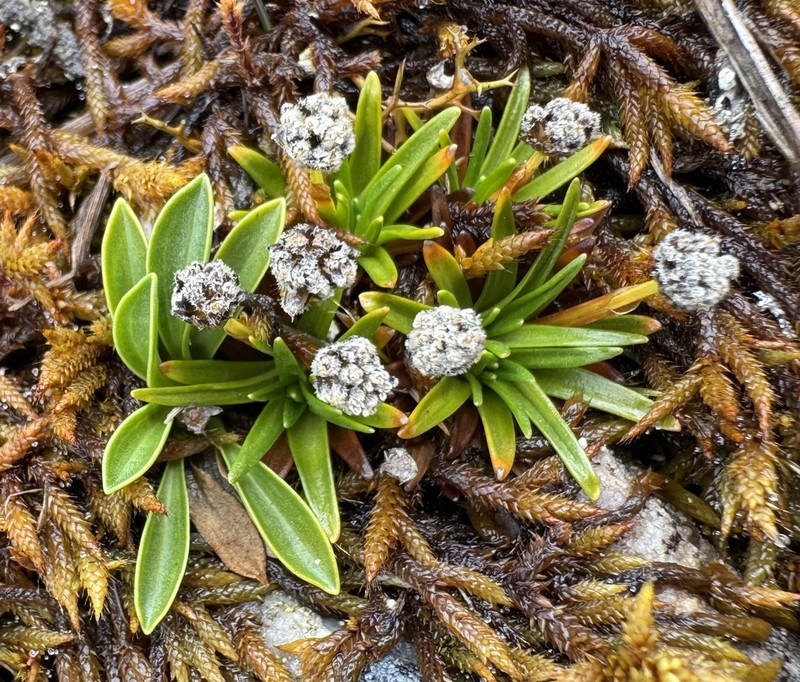 Paepalanthus caryonauta photo 2